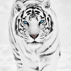 Meet your Posher, Destinee c.